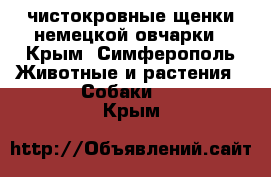 чистокровные щенки немецкой овчарки - Крым, Симферополь Животные и растения » Собаки   . Крым